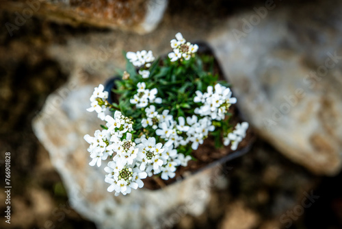 Iberis sempervirens or candytuft plant standing on rural stone wall photo