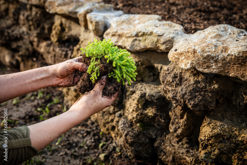 Closeup, woman planting a sedum stonecrop on a rock wall or stone raised bed photo