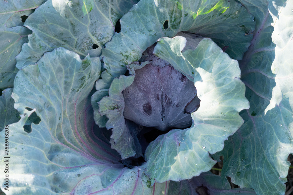 Obraz premium red cabbage leaves on a sunny day close up