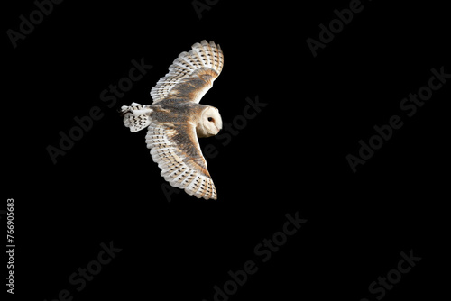 Owl in flight with wings fully extended.