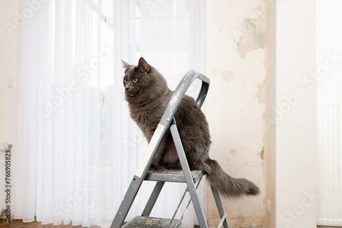 Gray fluffy cat sitting on stepladder at home under renovation photo