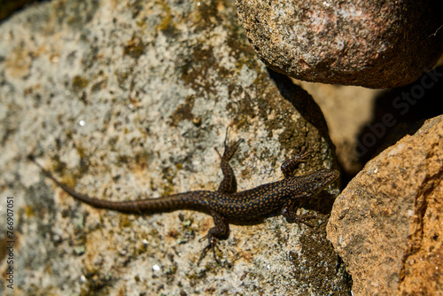 Black lizard sitting on granite rock wall at the archaeological site of the historical roman ruins of Citania de Briteiros near Guimaraes and Braga, situated high on hill overlooking the landscape. photo