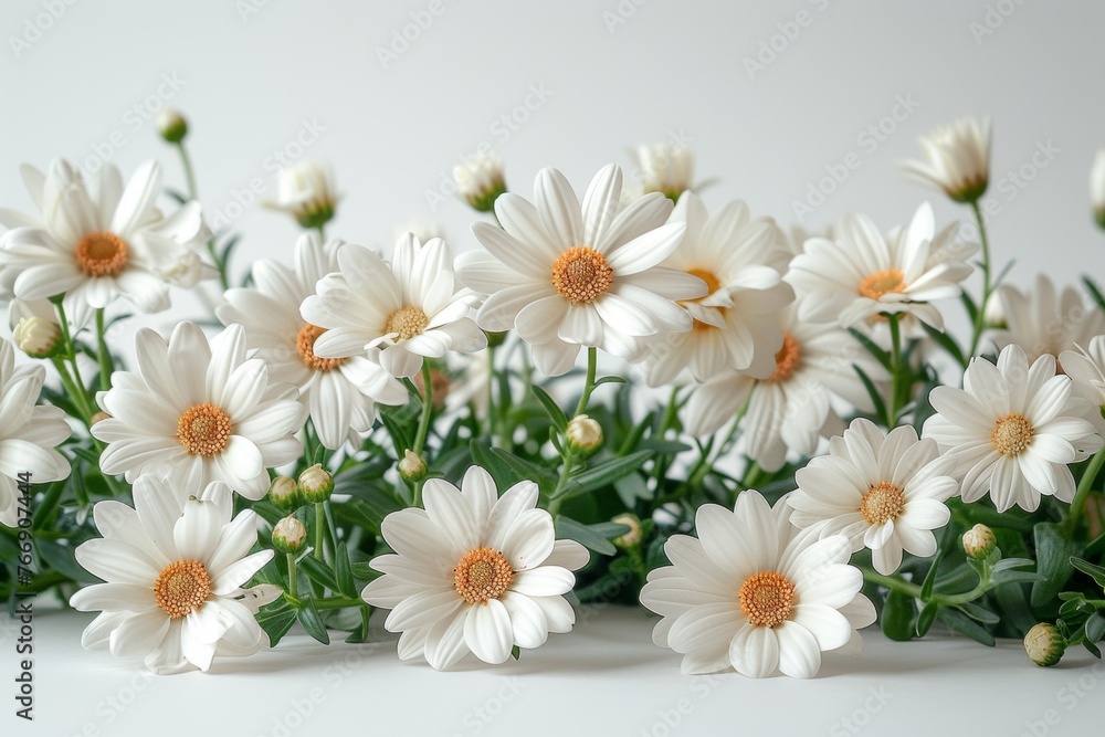 Fototapeta premium Plants and Flowers