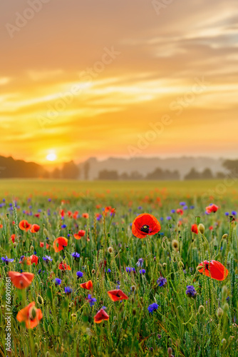 A poppy field at sunset  Denmark