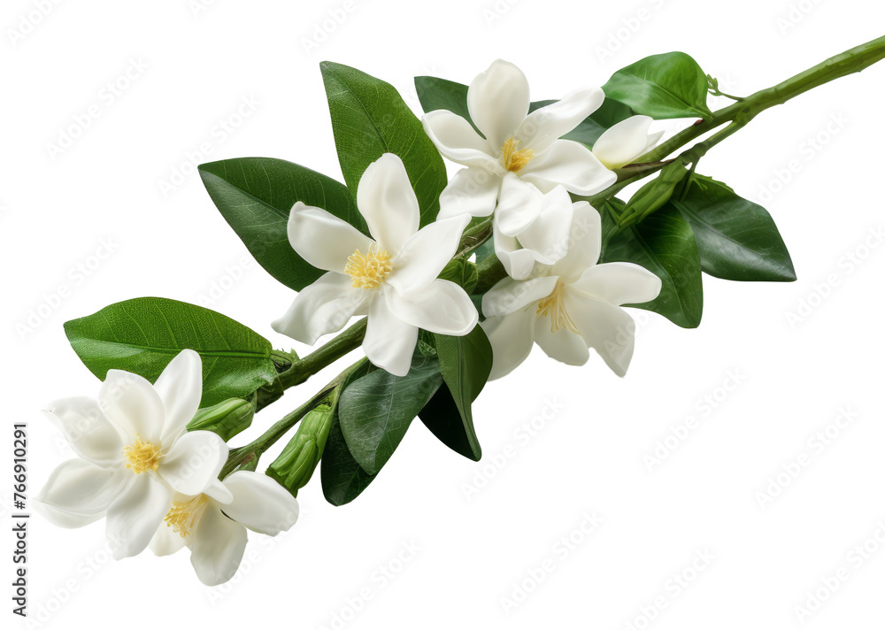 jasmine flower isolated on transparent background jasmine flower isolated on transparent background