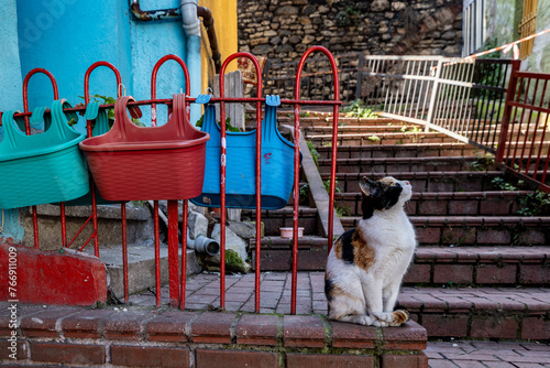 Photography Istanbul, Turkey  A cat sits on a wall in the Balat district.