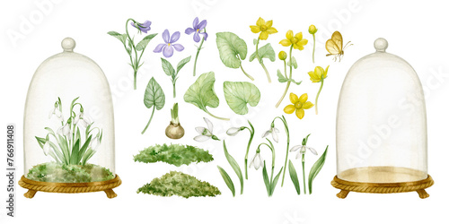 Watercolor set of spring flowers - primroses, cloches and moss for creating compositions. Botanical illustration of daffodils for typography, prints and your design photo