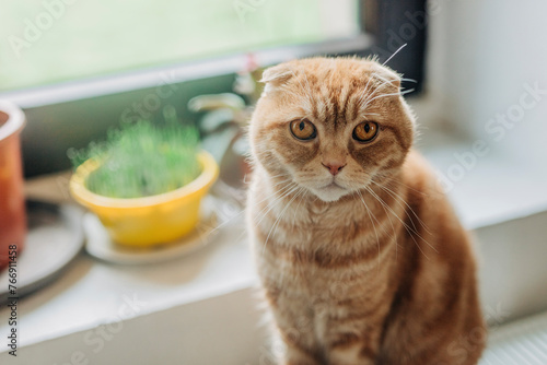 Scottish fold ginger cat sitting near window at home