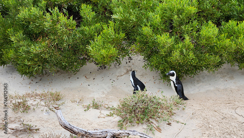 African penguins in boulders beach