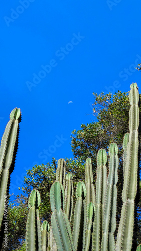 Wild cactus found in African nature