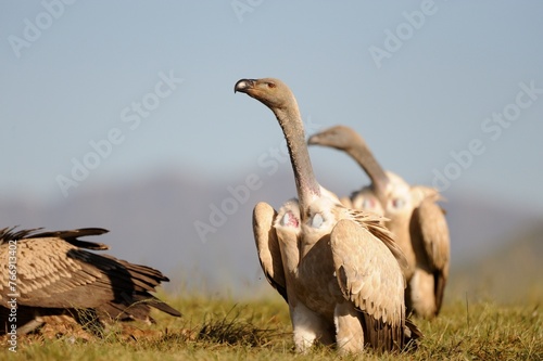 CAPE VULTURE (Gyps coprotheres), threatened status. gather at a carcass at a safe feeding site. Drakensberg, Underberg, South Africa photo