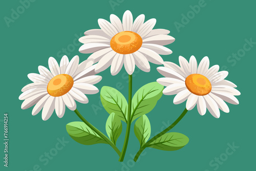 Daisy flowers  transparent background