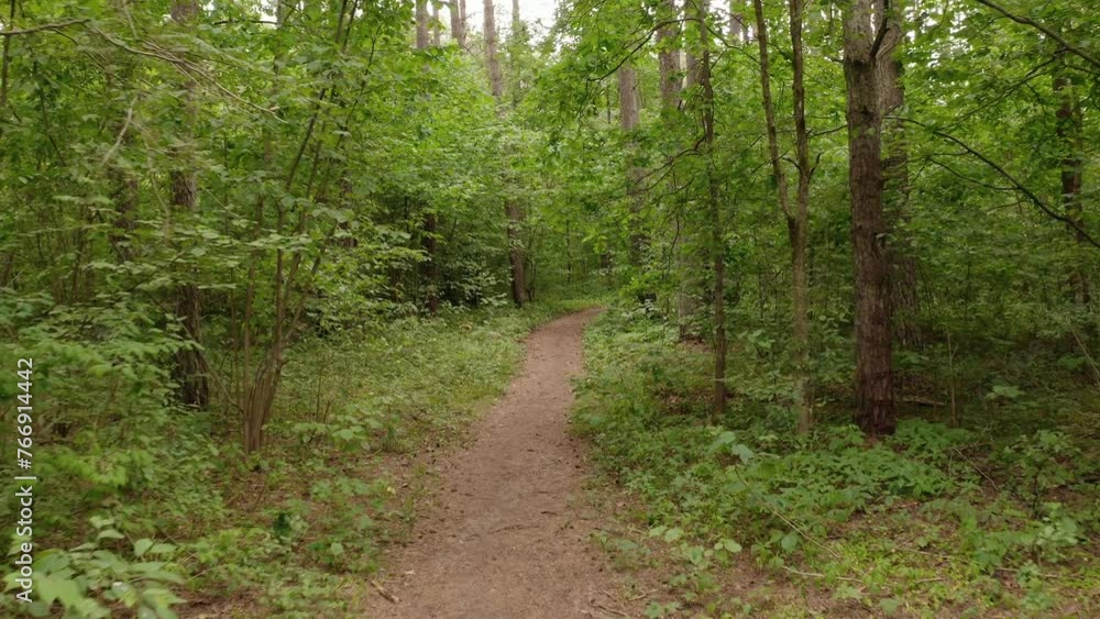 Advancing view of a forest path, flanked by summer pines. Advancing view of a forest path, flanked by summer pines.