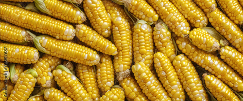 set corn seeds isolated on white background, top view, clipping path, full depth of field colorful background