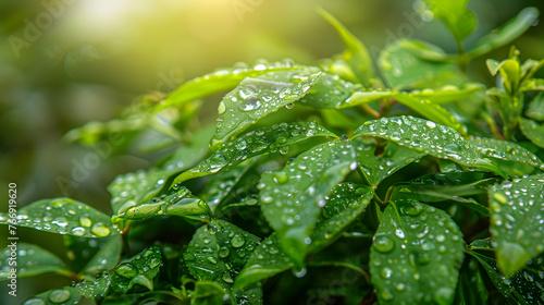 A close-up view of a lush green plant with water droplets covering its leaves, glistening in the sunlight