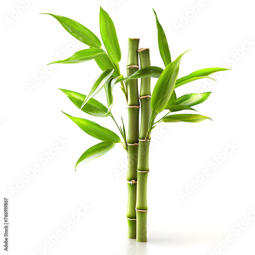 Fresh green bamboo stems isolated on white background for design and decoration