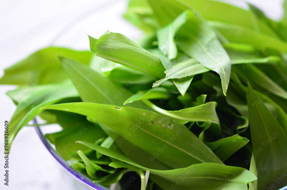 TRADITIONAL SPRING PLANT, BEAR'S GARLIC, POPULAR ORGANIC FOOD IN THE CZECH REPUBLIC AND EUROPE TRADITIONAL SPRING PLANT, BEAR'S GARLIC, POPULAR ORGANIC FOOD IN THE CZECH REPUBLIC AND EUROPE