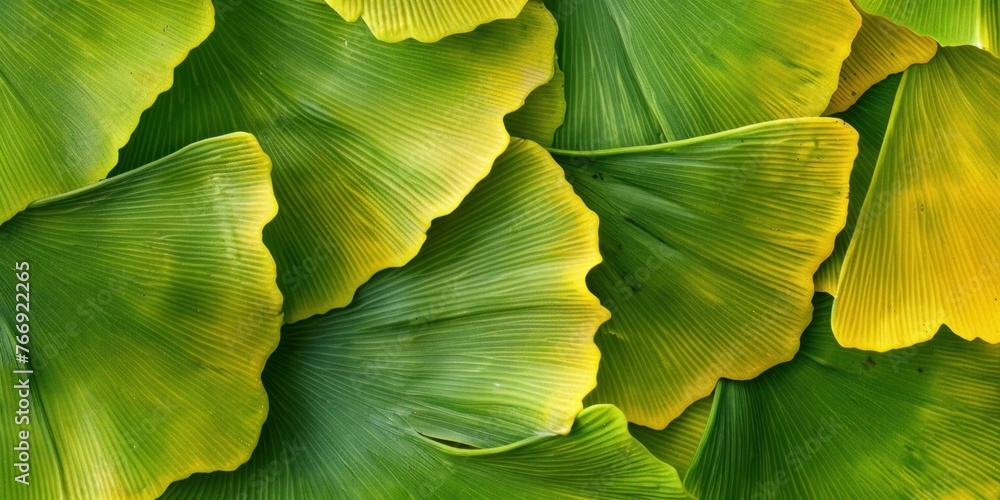 Leafs Organic Texture Close-up Leafs Organic Texture Close-up
