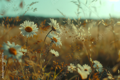 Autumnal Elegy: Withered Daisy Field, Decoration Background