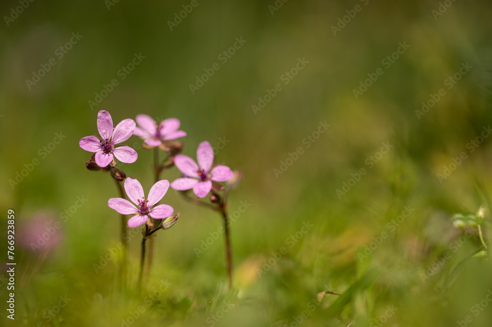 Pink color flowers in spring time. Erodium cicutarium flowers. Wild geranium Pink color flowers in spring time. Erodium cicutarium flowers. Wild geranium