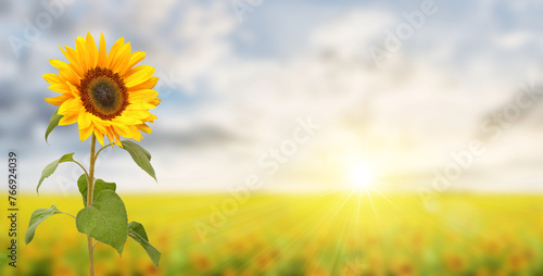 Wonderful sunflower field with sunbeams and large sunflower, panoramic format.