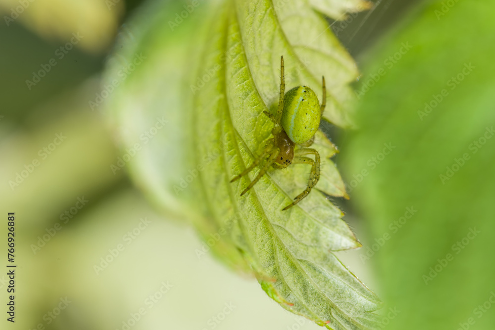 Nahaufnahme einer Kürbisspinne Spinne in ihrem Netz unter einem grünen Blatt im Garten, Deutschland Nahaufnahme einer Kürbisspinne Spinne in ihrem Netz unter einem grünen Blatt im Garten, Deutschland