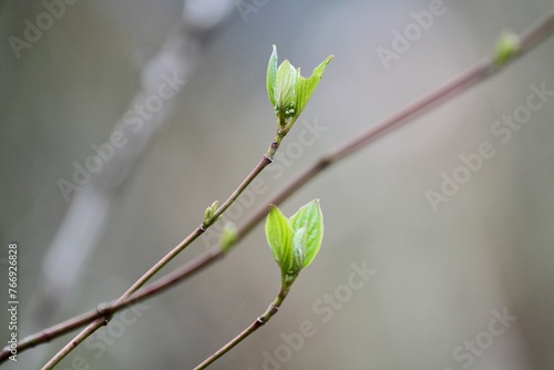 green shoots on the end of a shrub