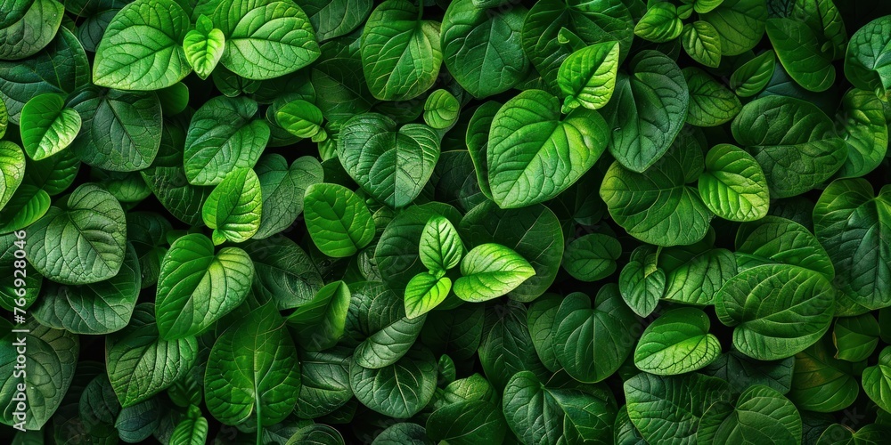 Lush Green Leaf Textures Close-up Lush Green Leaf Textures Close-up