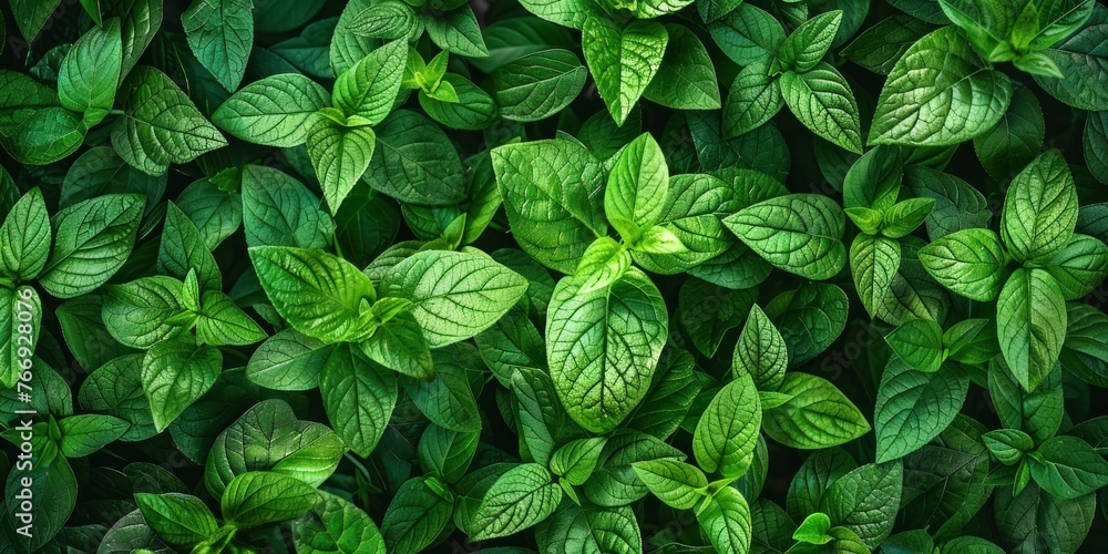 Lush Green Leaf Texture Background Lush Green Leaf Texture Background