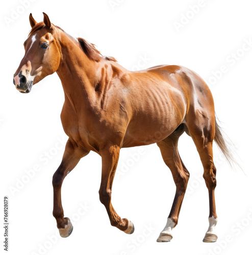 Brown horse with white forehead running  cut out - stock png.