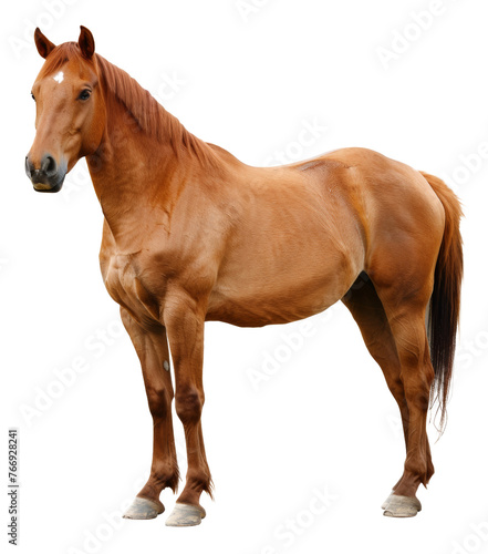 Brown horse with white forehead standing, cut out - stock png.
