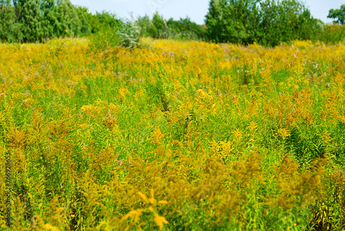 Ambrosia, ragweed (goldenrod) is a genus of perennial strong allergenic grasses. Meadow on a sunny summer day. 