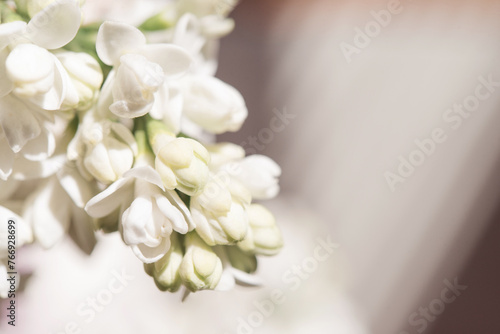 White floral background. Blooming lilac bush, springtime