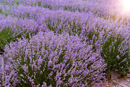 Summer floral background in nature. Garden purple lavender flowers. Flowers in summer