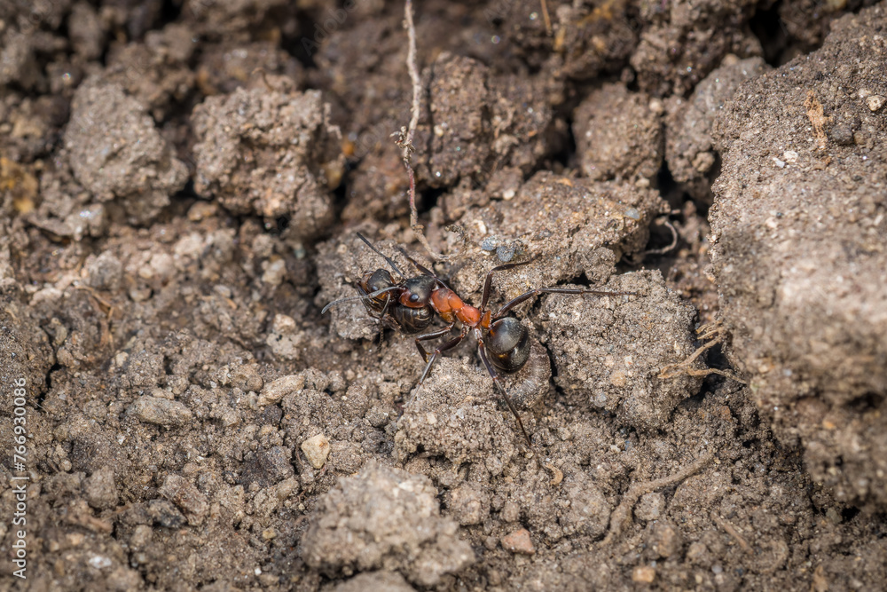 Close-up of a weakly bristled mountain forest ant crawling on the ground over soil and small stones, Germany