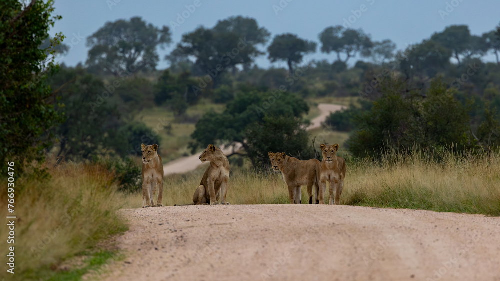 lionesses on the long winding dirt road 