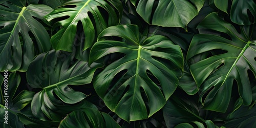 Lush Green Leaf Textures Close-up