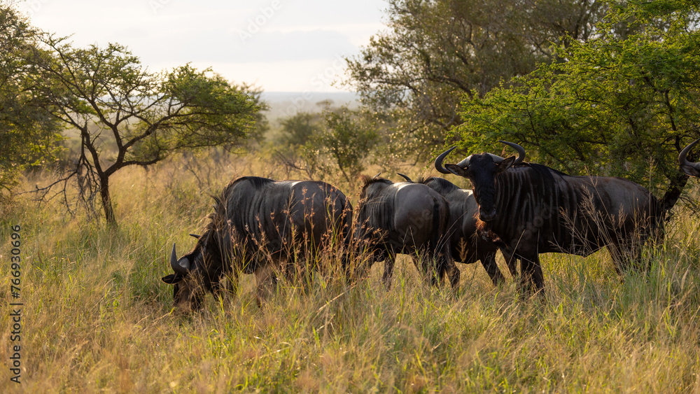 Fototapeta premium a herd of blue wildebeest at sunrise