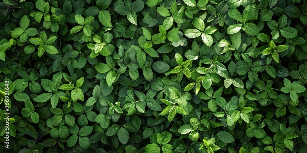 Organic Leaf Texture in Natural Setting Organic Leaf Texture in Natural Setting