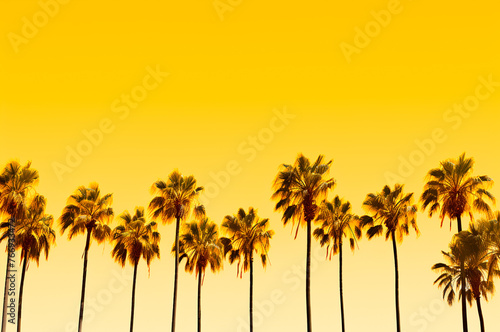Many palm trees on a yellow background, Summer evening © upssallaaa