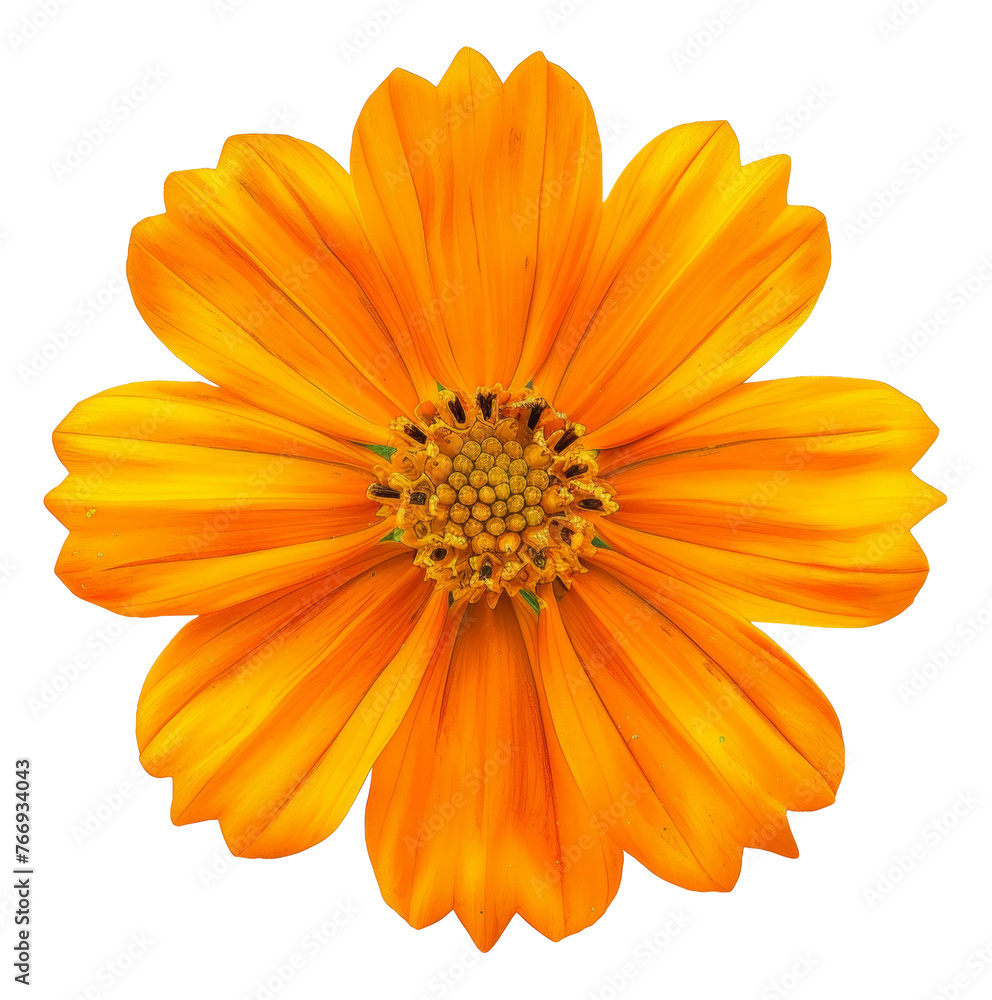 Orange daisy bloom with detailed petals, cut out - stock png.