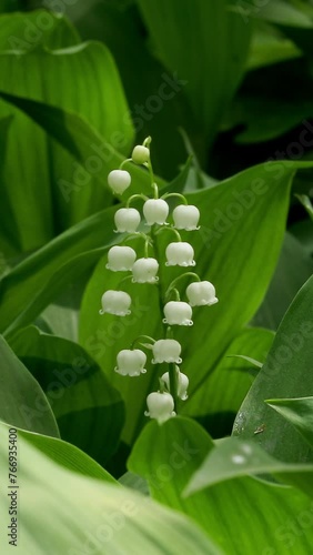 Lily of the valley blooms in a sunny spring forest. Vertical Video