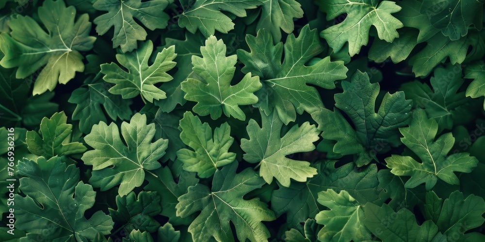 Leafy Green Organic Texture Close-up Leafy Green Organic Texture Close-up