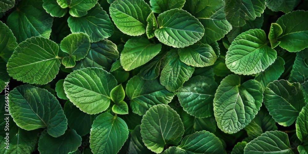 Lush Green Leaves Natural Pattern Lush Green Leaves Natural Pattern