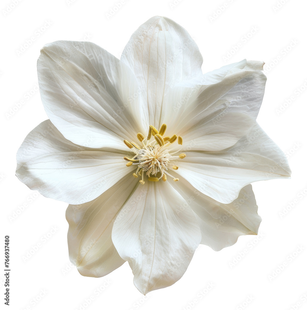 Bright white flower with elegant petals, cut out - stock png. Bright white flower with elegant petals, cut out - stock png.