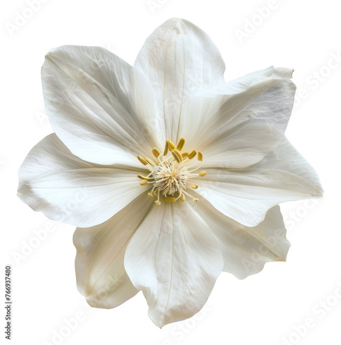 Bright white flower with elegant petals on transparent background - stock png.