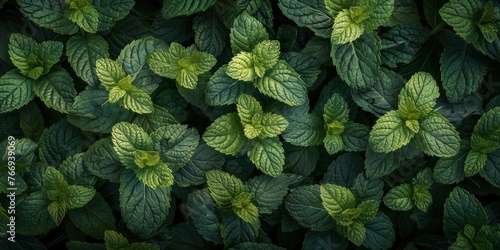 Lush Green Leafy Organic Texture