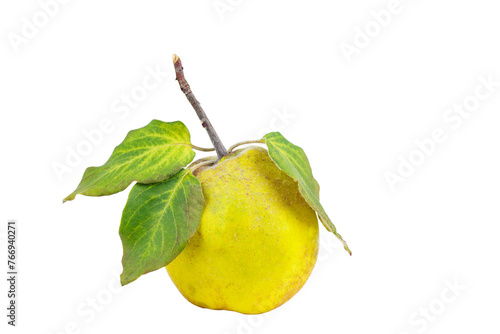 Ripe quince with green leaves isolated on a white background photo