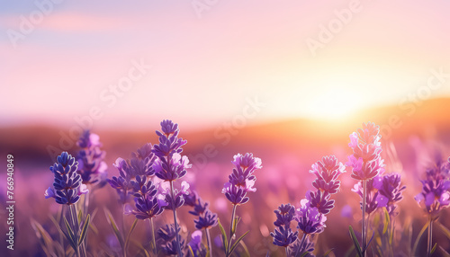 A field of purple flowers with a bright sun in the background