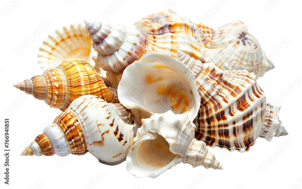 Sea Treasures: Exotic Shells isolated on transparent Background Sea Treasures: Exotic Shells isolated on transparent Background
